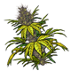 Crops/pf_icon_juicy_fruit.png