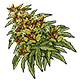 Crops/pf_icon_mexican.png